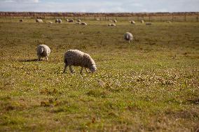 Illustration Scotland Landscape