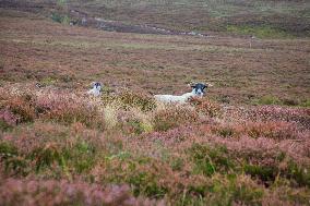 Illustration Scotland Clava Cairns