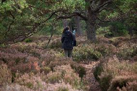 Illustration Scotland Mountain Landscapes