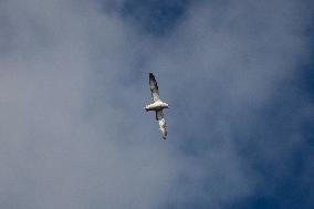 Illustration Scotland Wick