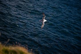 Illustration Scotland Wick