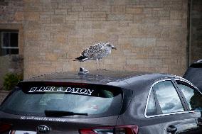 Illustration the City of Saint Andrews