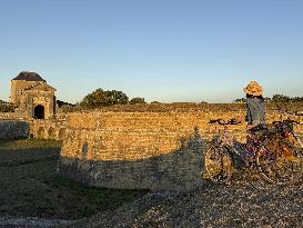 Illustration - Ile de Ré