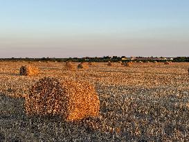 Illustration - Ile de Ré