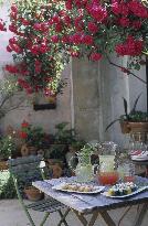 Illustration - Ile de Ré