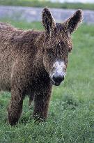 Illustration - Ile de Ré