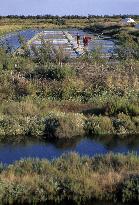 Illustration - Ile de Ré