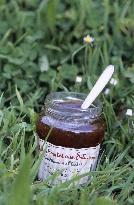 Illustration - Ile de Ré