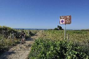 Illustration - Ile de Ré