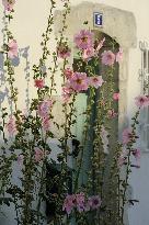 Illustration - Ile de Ré