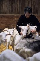 Illustration - Ile de Ré