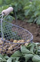 Illustration - Ile de Ré