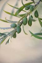 Illustration - Ile de Ré