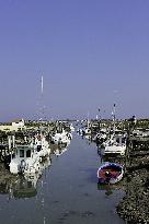 Illustration - Ile de Ré