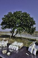 Illustration - Ile de Ré