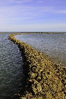 Illustration - Ile de Ré