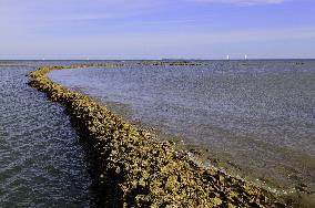 Illustration - Ile de Ré