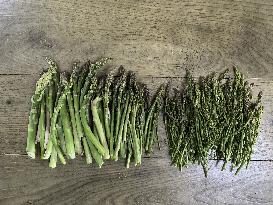 Illustration - Ile de Ré