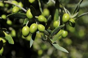 Illustration - Ile de Ré