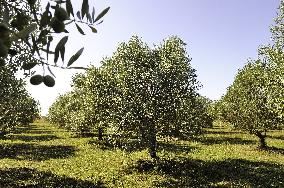 Illustration - Ile de Ré