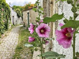 Illustration - Ile de Ré