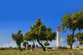 Illustration - Ile de Ré