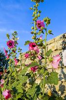 Illustration - Ile de Ré
