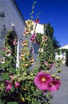 Illustration - Ile de Ré