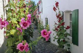 Illustration - Ile de Ré