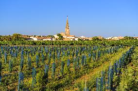 Illustration - Ile de Ré