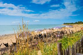 Illustration - Ile de Ré