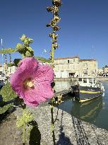 Illustration - Ile de Ré