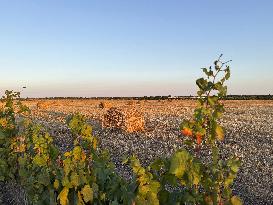 Illustration - Ile de Ré