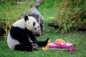 Madrid Zoo celebrates the birthday of giant panda pair Jin Xi and Zhu Yu