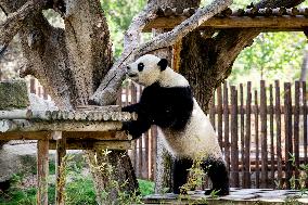Madrid Zoo celebrates the birthday of giant panda pair Jin Xi and Zhu Yu