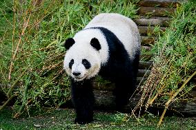 Madrid Zoo celebrates the birthday of giant panda pair Jin Xi and Zhu Yu
