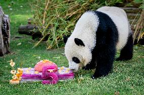 Madrid Zoo celebrates the birthday of giant panda pair Jin Xi and Zhu Yu