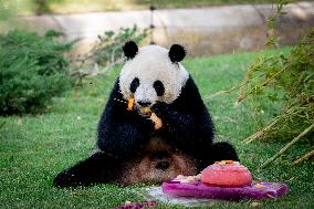 Madrid Zoo celebrates the birthday of giant panda pair Jin Xi and Zhu Yu