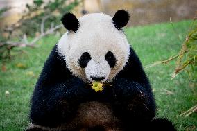 Madrid Zoo celebrates the birthday of giant panda pair Jin Xi and Zhu Yu