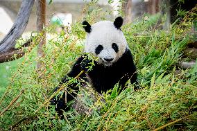 Madrid Zoo celebrates the birthday of giant panda pair Jin Xi and Zhu Yu