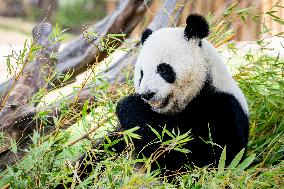Madrid Zoo celebrates the birthday of giant panda pair Jin Xi and Zhu Yu