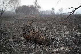 Panton Wildfire Has Already Devastated 2000 Hectares - Spain