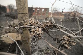 Panton Wildfire Has Already Devastated 2000 Hectares - Spain