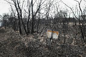 Panton Wildfire Has Already Devastated 2000 Hectares - Spain