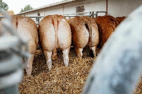 15th edition of Welcome to the Countryside - Montbeton