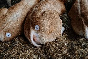 15th edition of Welcome to the Countryside - Montbeton