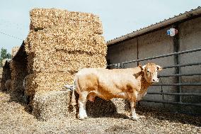 15th edition of Welcome to the Countryside - Montbeton