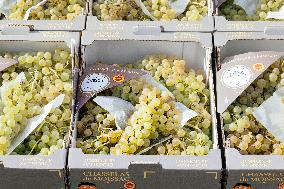 15th edition of Welcome to the Countryside - Montbeton