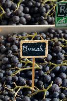 15th edition of Welcome to the Countryside - Montbeton