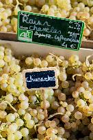 15th edition of Welcome to the Countryside - Montbeton